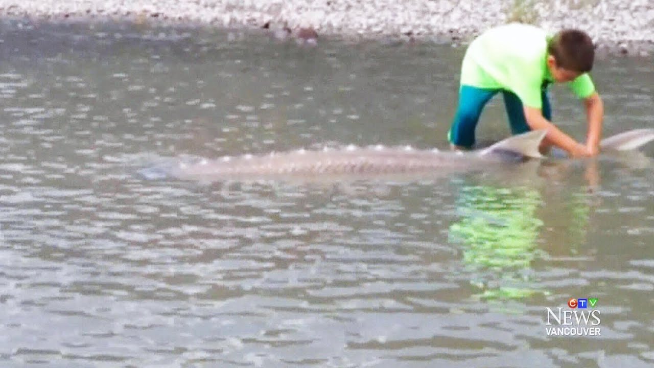 9-year-old U.S. boy lands giant sturgeon during B.C. trip