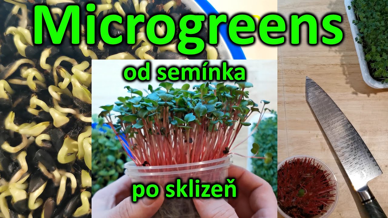 Pěstování microgreens od semínka po sklizeň