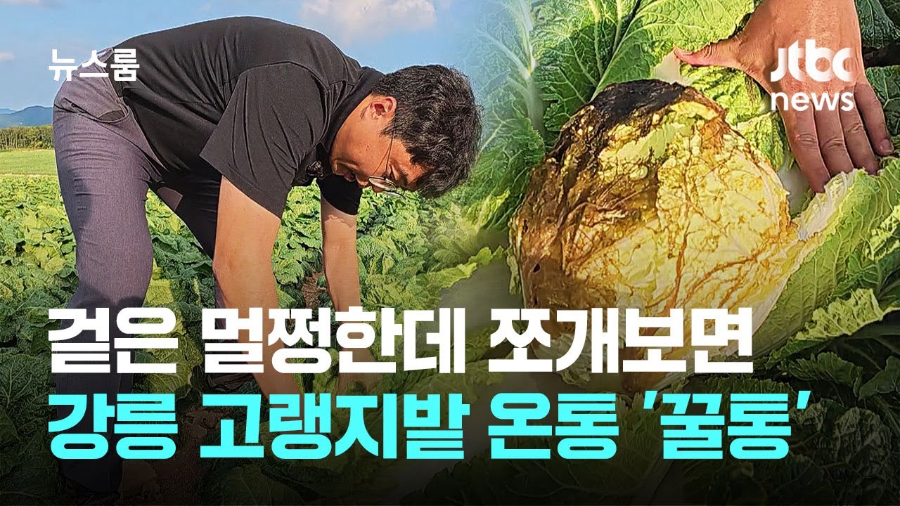 [르포] 겉은 멀쩡한데 쪼개보면&hellip;강릉 고랭지밭 온통 '꿀통' / JTBC 뉴스룸