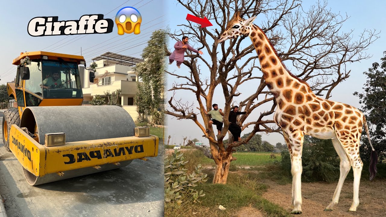 Giraffe Pakrny Kay Lye Haider Crane Lay Aya 😱