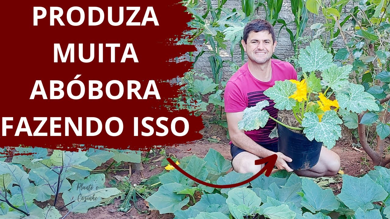 DICAS para AUMENTAR a PRODUÇÃO de ABÓBORAS GRAÚDAS! Como fazer a POLINIZAÇÃO manual das flores