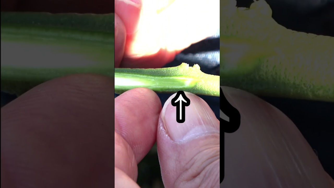 みかんの接木〜穂木作る編〜