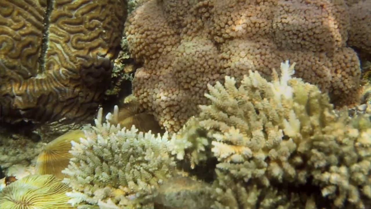 Sangat Island Dive Resort: A Timelapse Film