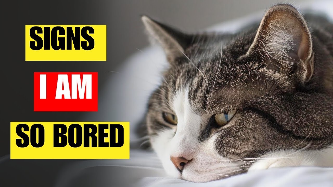 8 signs your cat is really bored | How you can fix it
