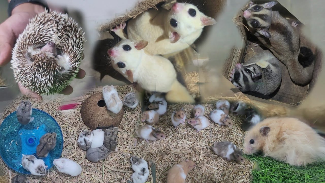 EXOTIC PET IN KOLKATA | HAMSTERS | SUGAR GLIDER | HEDGEHOG | LONG HAIR GUINEA PIG | IN KOLKATA