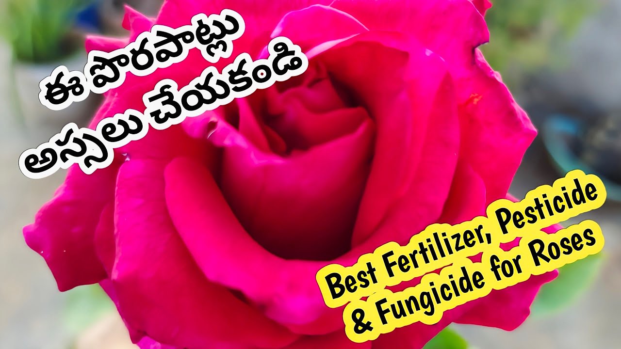 గులాబీ మొక్కలు పెంచే వాళ్ళు తప్పకుండా ఈ వీడియోని చూడండి | how to grow Rose plants @Mokkalatho Manam