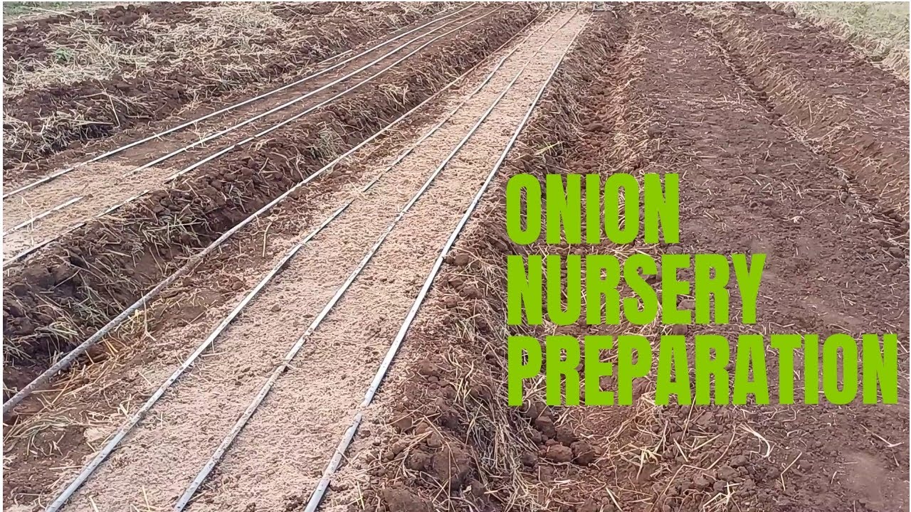 Onion Farming || Detailed Nusery Bed Preparation.