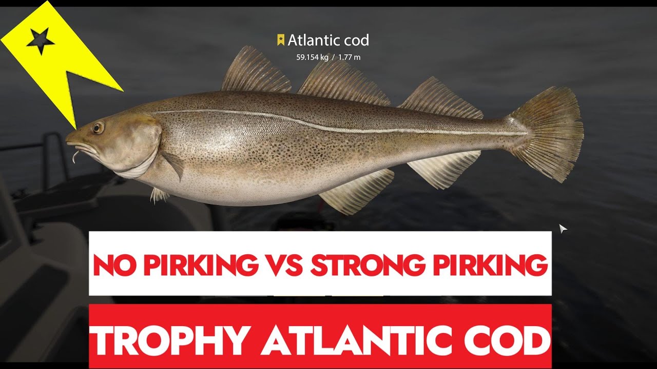 RF4 - RUSSIAN FISHING 4  -TROPHY ATLANTIC COD - NO PIRKING VS STRONG PIRKING