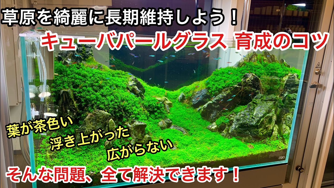 草原レイアウトを綺麗に長期維持するコツ「石組水槽キューバパールグラス編」新宿のADA特約店、ネイチャーアクアクアリウム立ち上げ初心者、水草水槽の作り方、ニューラージパールグラス、グロッソスティグマ
