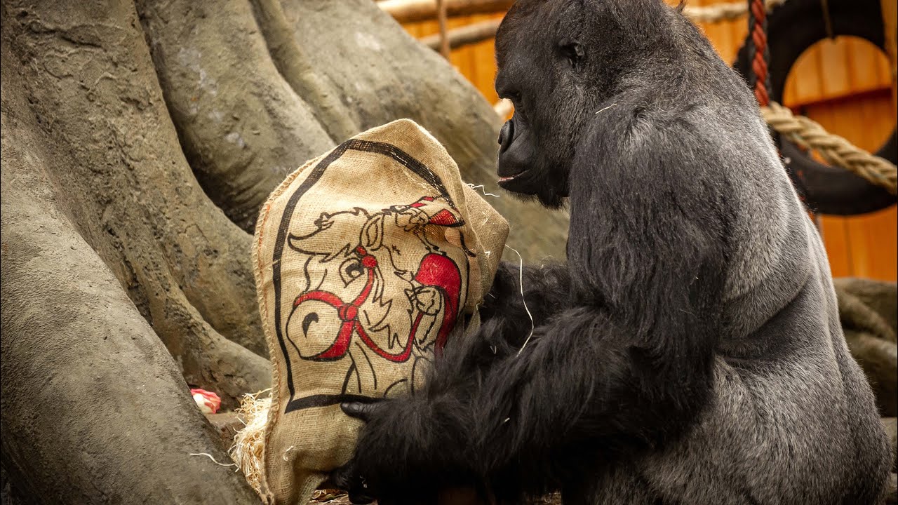 Allemaal brave dieren in ZOO Antwerpen!
