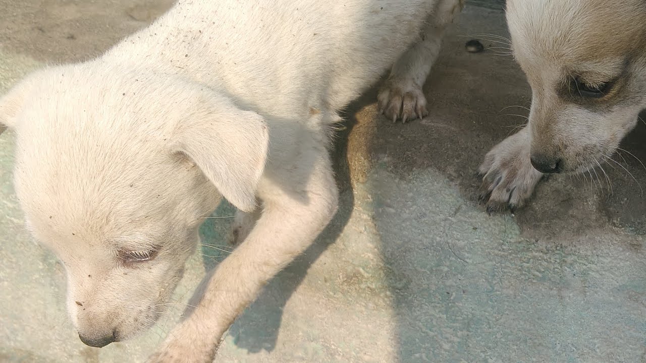 🐶💯💫 Dogesh bhai ki moj masti ‼️ #dogmastilive #vlog #livestreaming #doglover