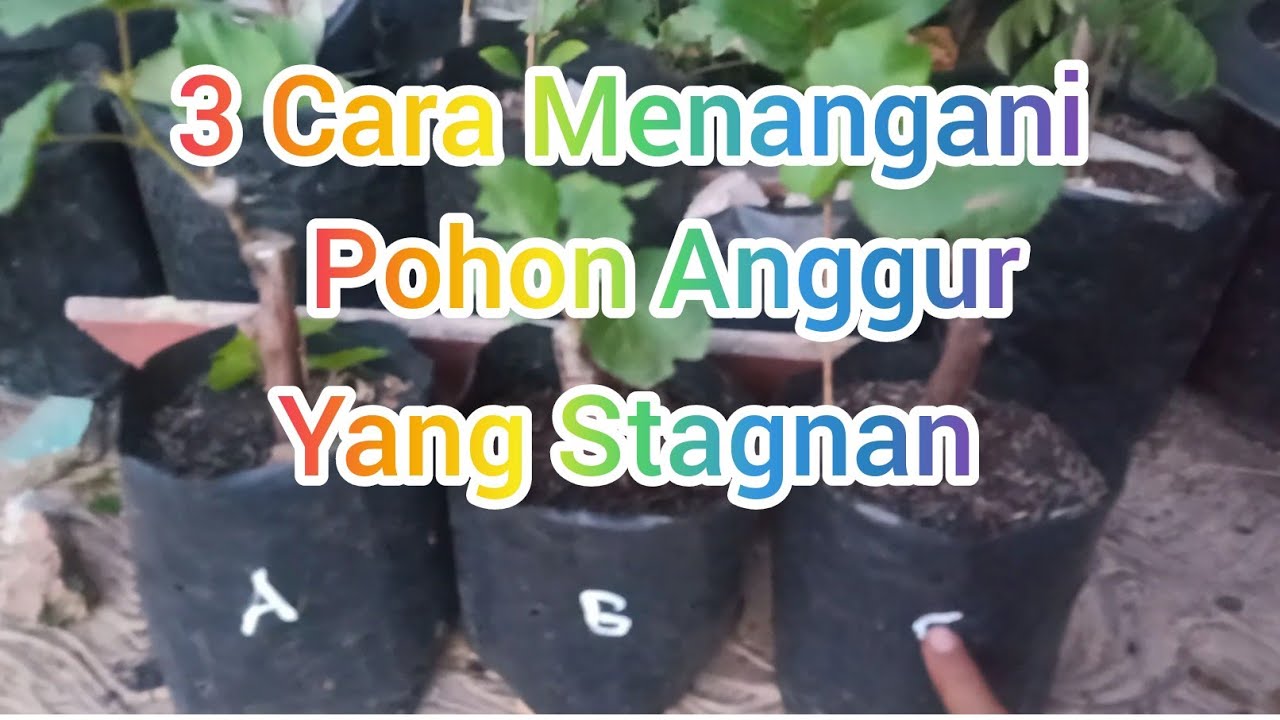 Penanganan Pohon Anggur Stagnan Mandeg