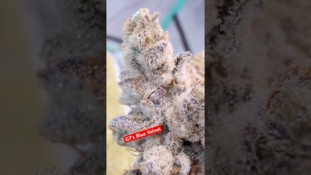 INSANE TRICHOME COVERAGE 😳 Blue Velvet Frosted Out &ndash; Most Frosty Weed I&rsquo;ve Ever Seen #shorts