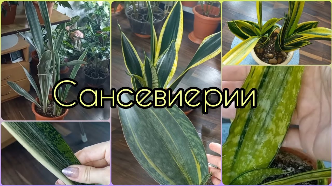 САНСЕВИЕРИИ😍Большой обзор🌿На солнце они стали другими!🌿Манолин🌿Кирки🌿Ханни🌿Масониана🌿Лорен🌿Францизи