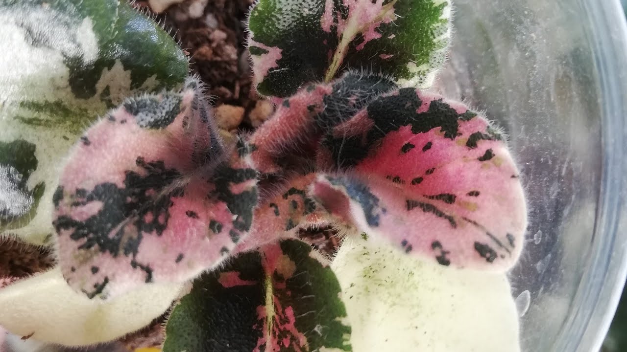 Menekşe fide ayırımı ve bahar bakımları😍npk gübre nasıl kullanılır❓