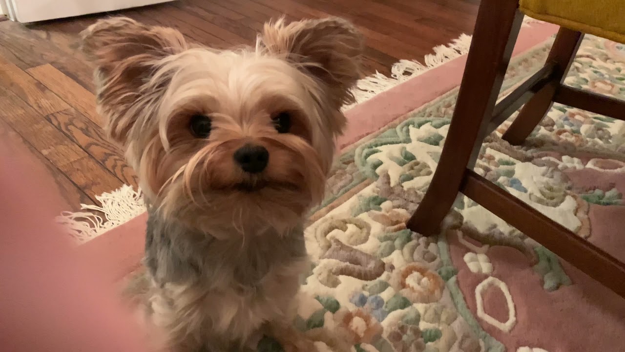 Brushing yorkie teeth