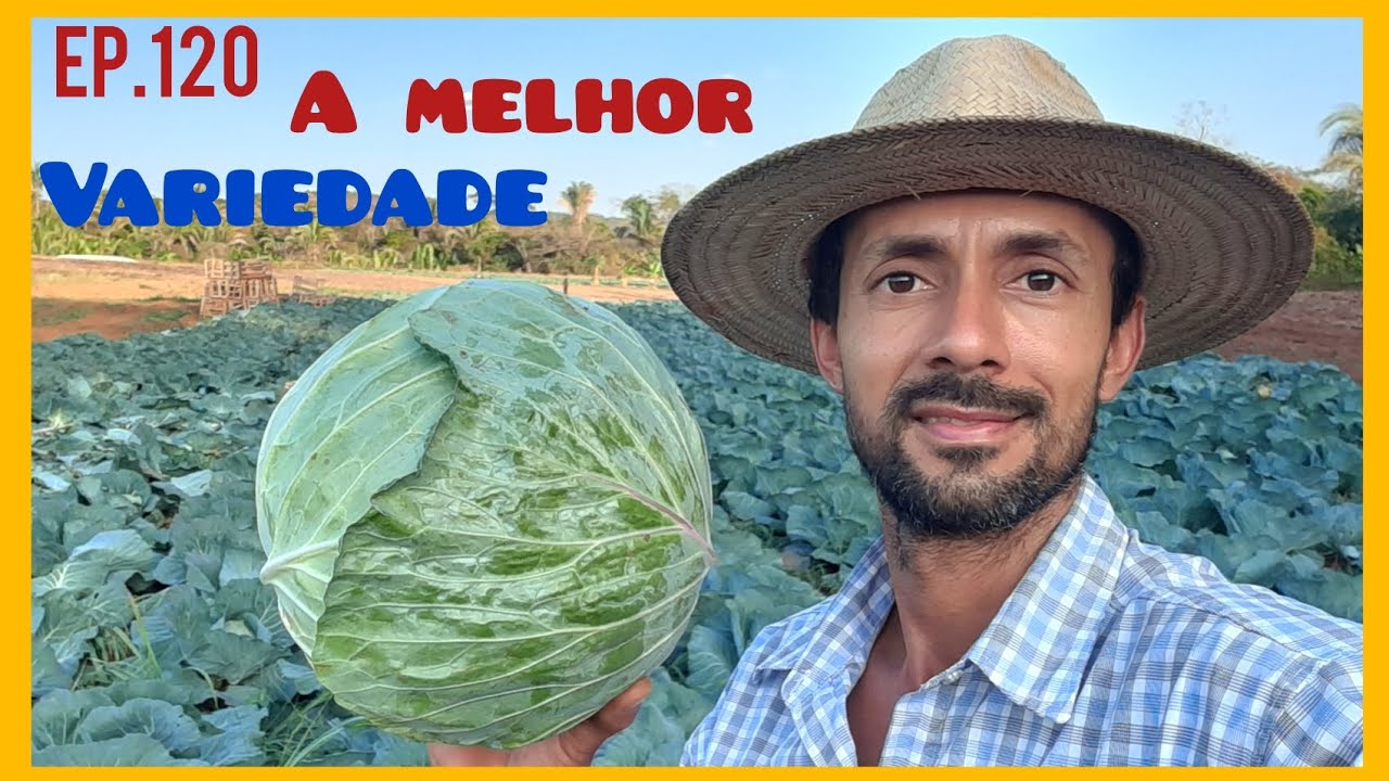 Não plante repolho antes de ver este video/Repolho morrendo após o plantio/Amelhor variedade repolho