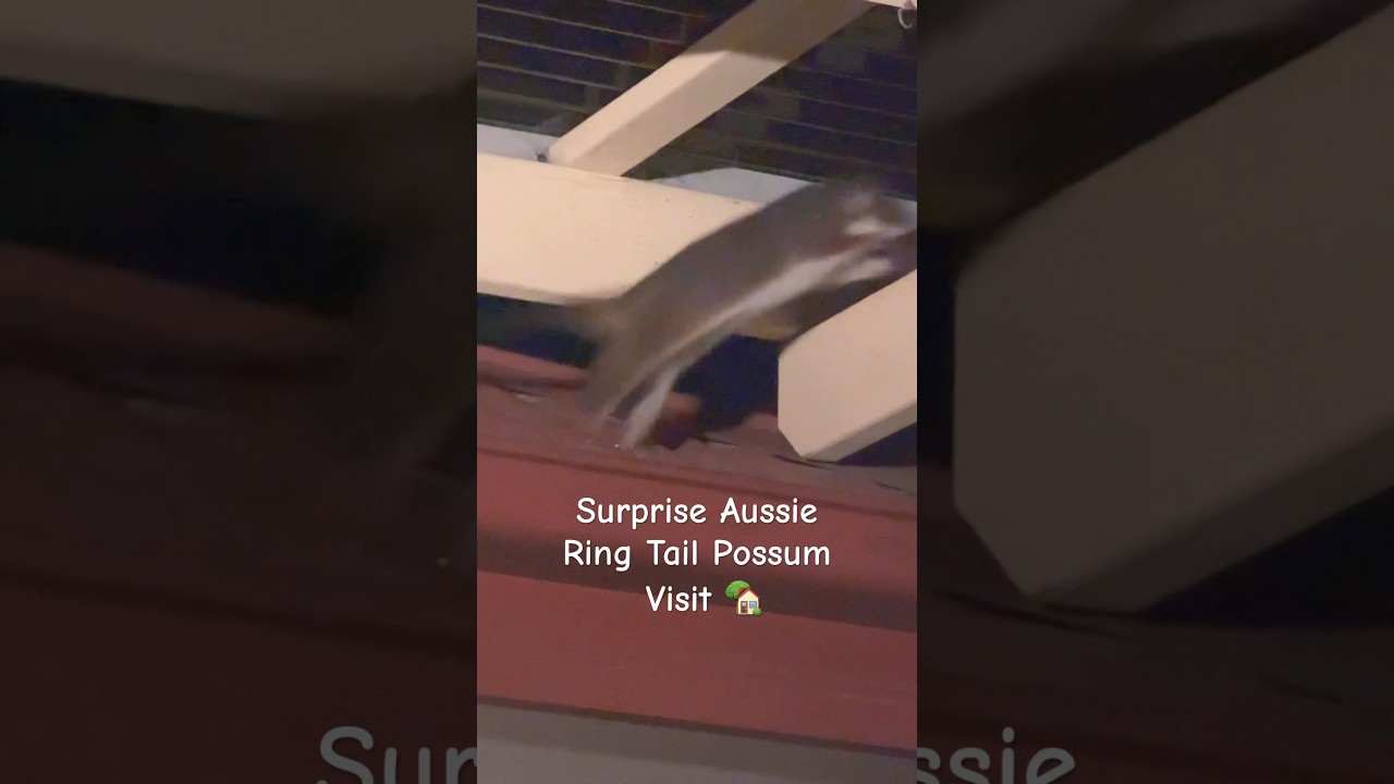Adorable Ringtail Possum Comes by for Dinner! Amazing video