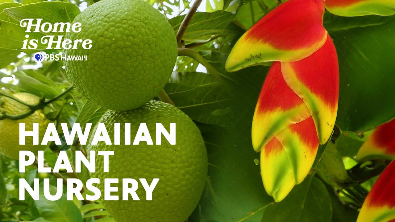 The World's Largest Native Hawaiian Plant Nursery | PBS HAWAIʻI