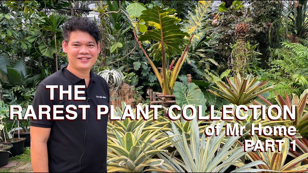 Huge And Diverse Rare Plant Collection of Home (Sappasiri) in Bangkok, Thailand - Part 1