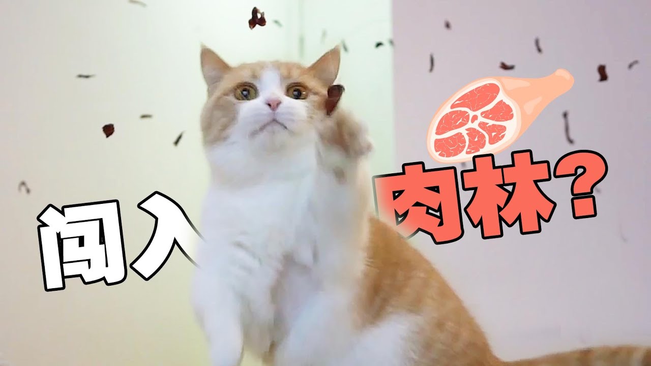 【喵來啦】貓咪生日天降肉林，橘貓大開吃戒，主人瘋了...
