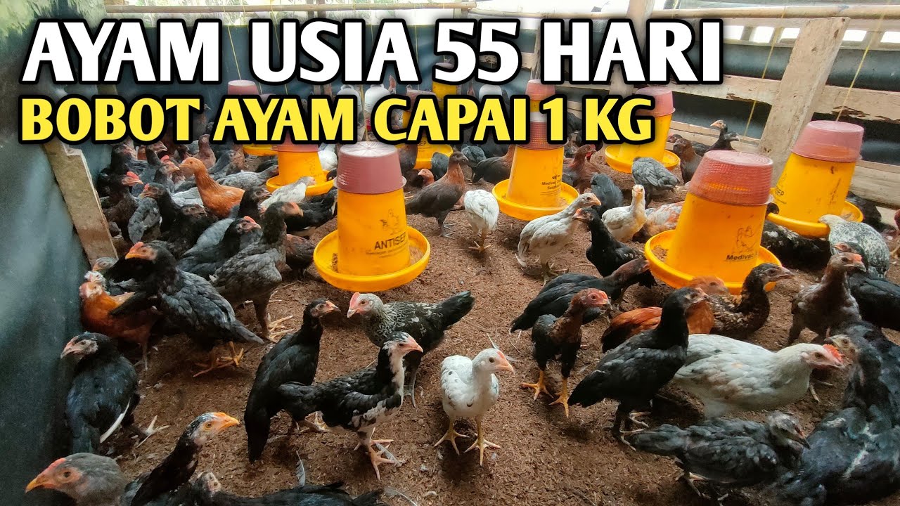 RAHASIA 2 BULAN BOBOT AYAM 1 KG !!!