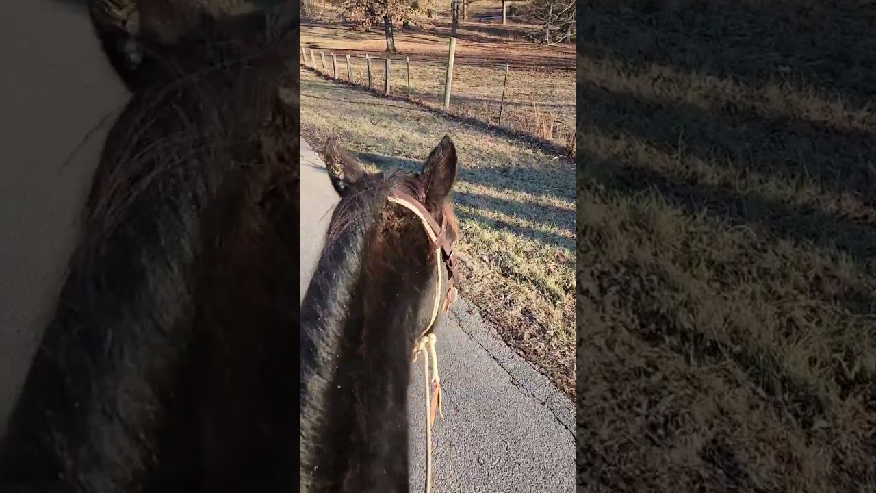 H arry Potter ponies 😂🐎🐴 #hooserhorsemanship #rockymountain #horse #trailride