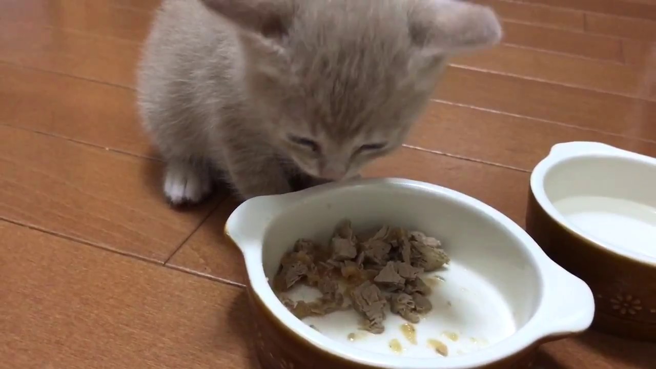 まぐろからチキンに変えたらよく食べるようになった　　Kittens began to eat well if they changed from tuna to chicken