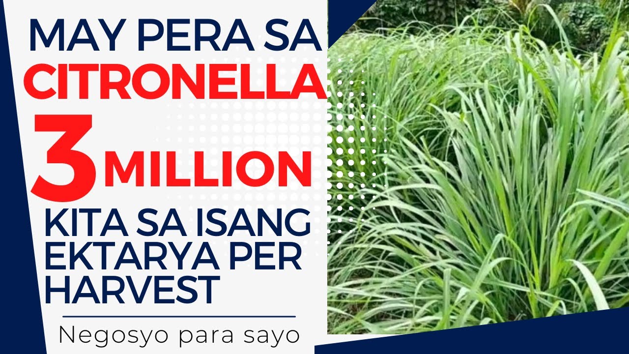 PAANO MAGTANIM NG CITRONELLA AT GUMAWA NG OIL II 3 MILLION KITA SA BAWAT HARVEST NG CITRONELLA