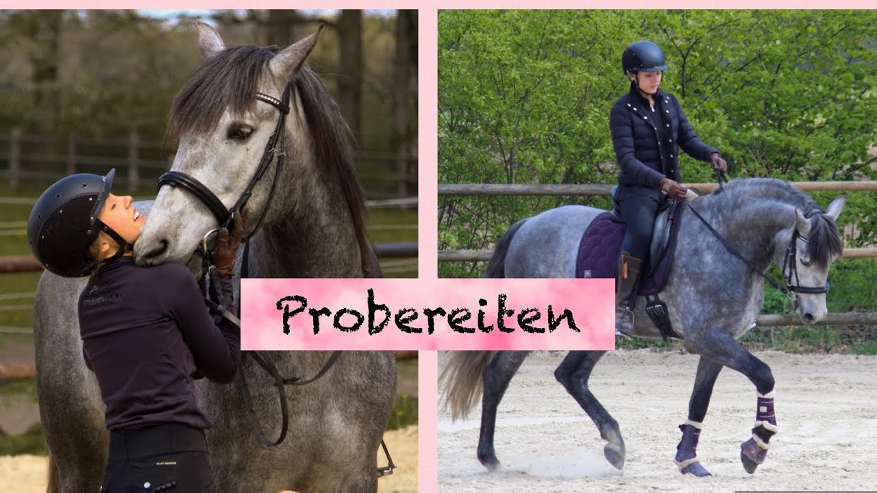 Kaufen wir ein neues Pferd?!? 
1. Probereiten!!