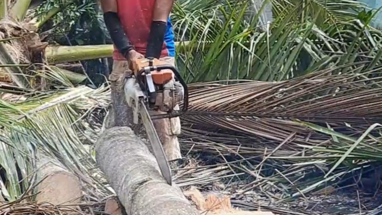 the art of chainsaw swinging to split wood with precision