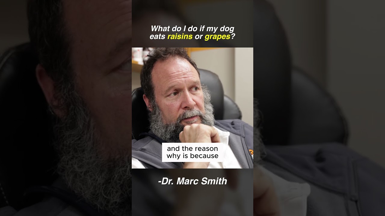 What to Do If Dog Eats Raisins or Grapes | Marc Smith, DVM, MS