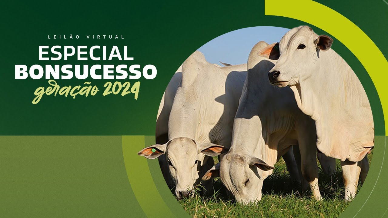 LEILÃO VIRTUAL ESPECIAL BONSUCESSO GERAÇÃO 2024