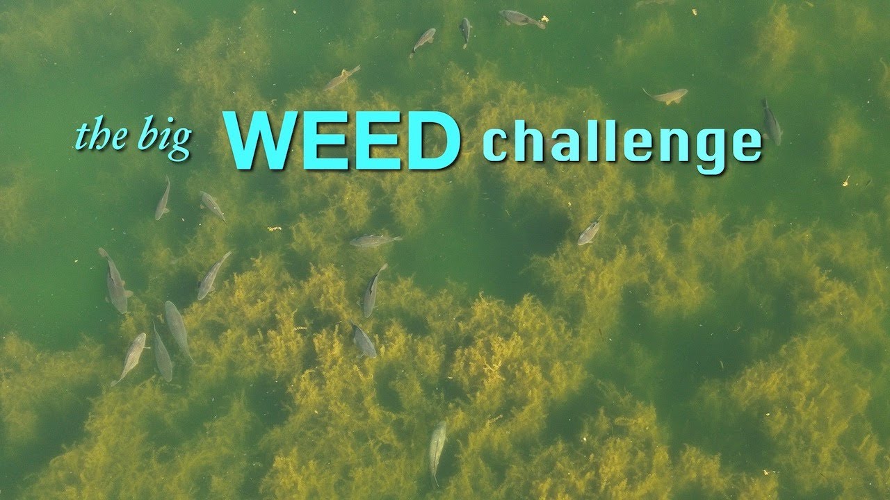 The Big Weed Challenge