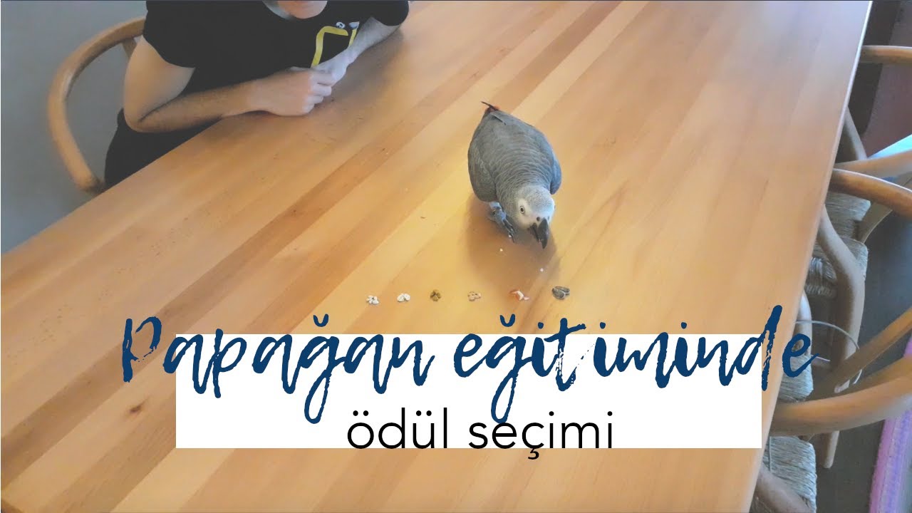 Papağan Eğitimi için Ödüller｜Ödül Kabul Etmeyen Papağanlar｜Afrika Gri (Jako) Astro ile Ödül Testi