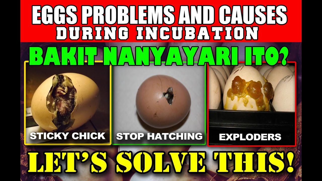 INCUBATOR TUTORIAL: EGG HATCHING PROBLEM | Paano ayosin ang incubator? Why Didn't the Eggs Hatch