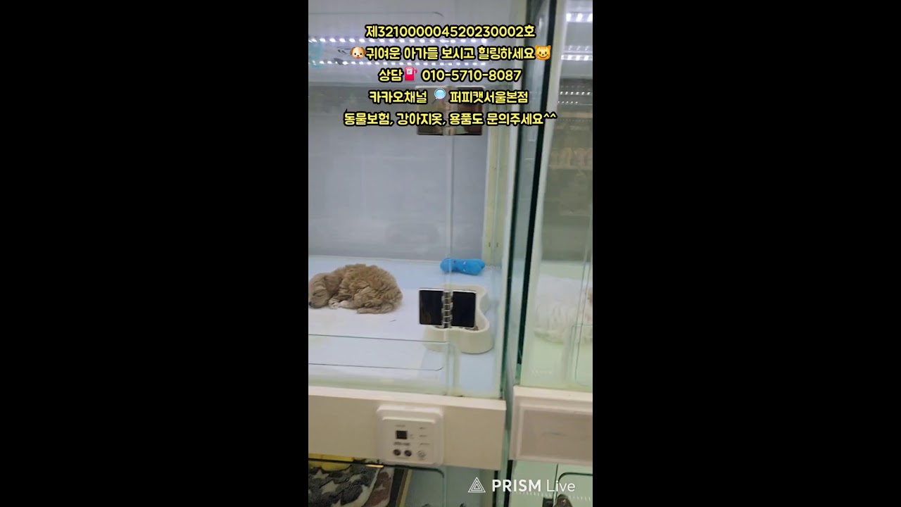 🐶퍼피캣서울본점😺 #퍼피캣  #강아지분양 #고양이 #고양이분양 #애견분양 #댕댕이 #라이브 #live