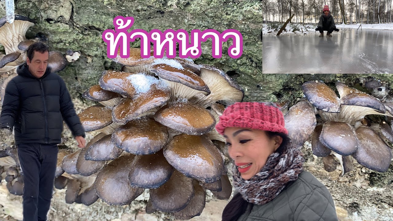 ท้าความหนาว # ส่องเห็ดนางรม # เป็นกำลังใจให้ชาวไทยใสต่างแดน.8/1/24.