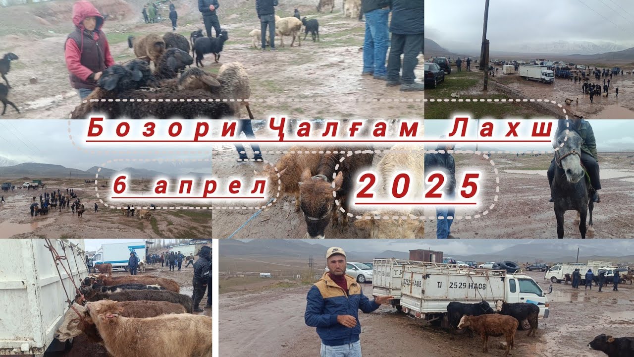 💥👍# мол бозори. Н.Лахш Ҷалғам бозор  беҳтарин видео шидагияй.💥👍