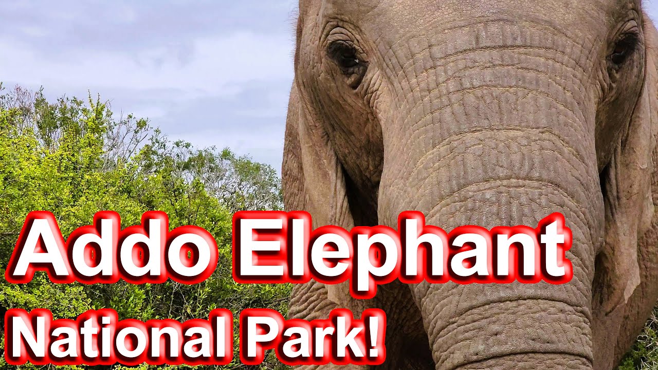 Addo Elephant National Park &ndash; Another Fantastic Visit! Ep 193