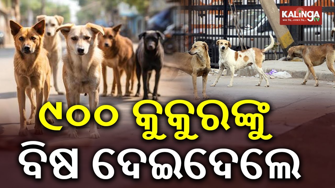 Stray Dog Attacks Kill 300 More; Telangana Death Toll Nears 900 in One Month | Kalinga TV