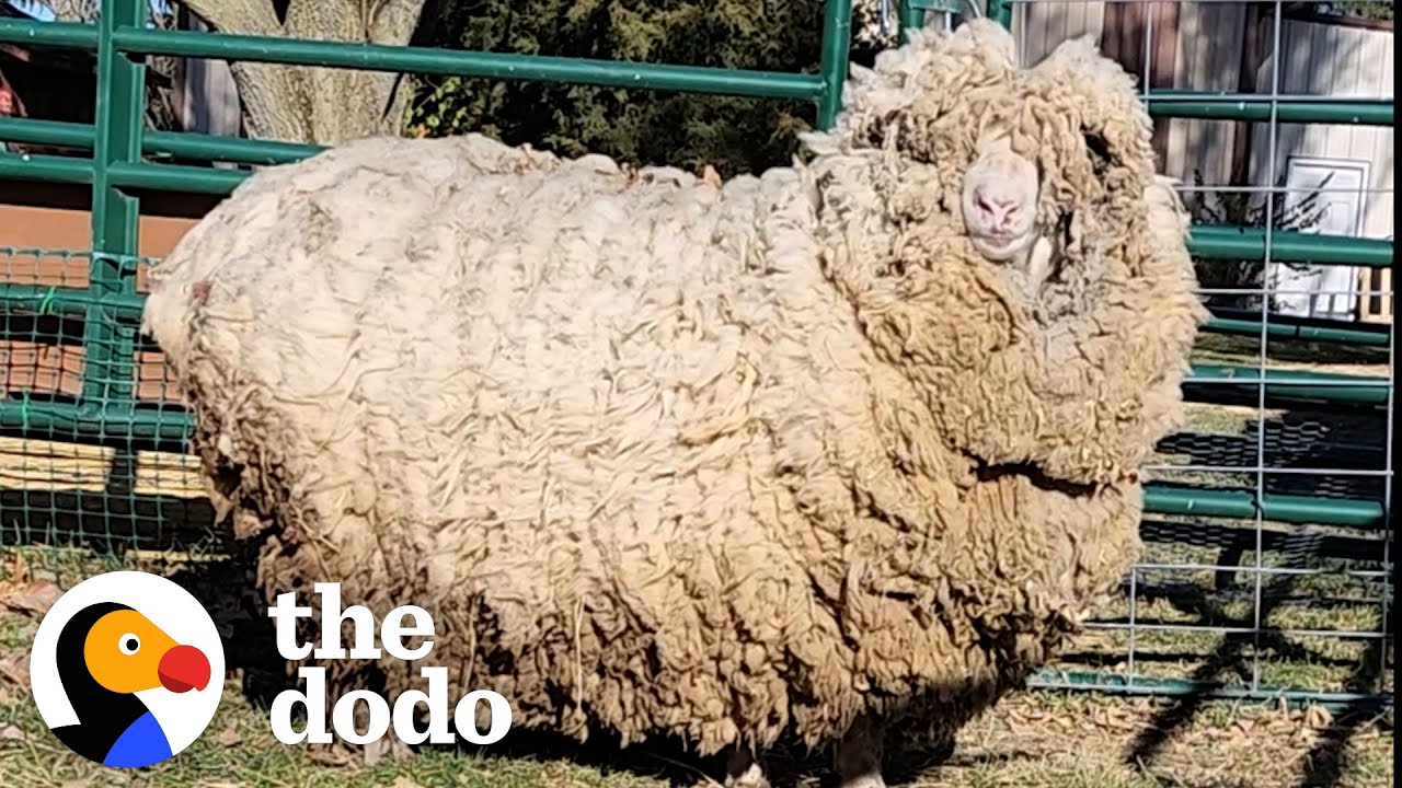 This Sheep Lost 30 Pounds of Wool And Can't Stop Hopping Around | The Dodo