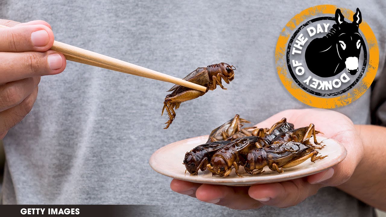 Mother Feeds Her 18 Month Old Baby Crickets