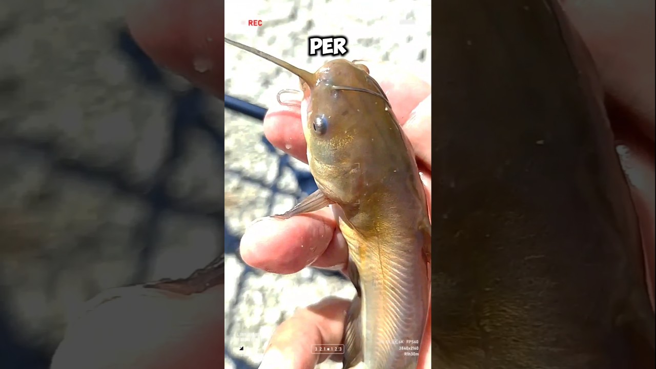 PESCE🎣GATTO NOSTRANO 2025 #fishing
