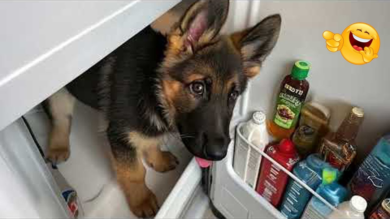 Try Not to LAUGH at These HILARIOUS DOGS 😁🐕 – Funniest Dogs Ever 2025 #1