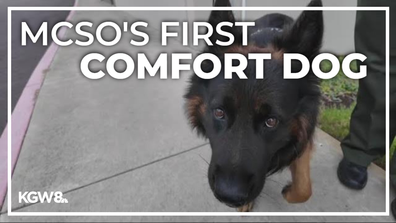 Meet Burton, Multnomah County Sheriff's Office first comfort dog