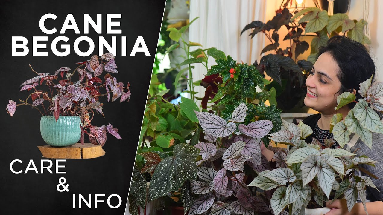 How to care for Cane Begonia  (All you need to know) | Tips & Tricks