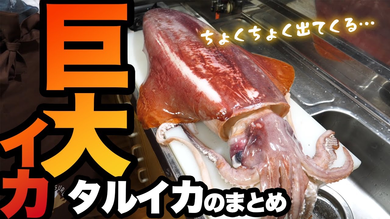 【巨大魚】きまぐれクックの動画にちょくちょく出てくるタルイカのまとめ