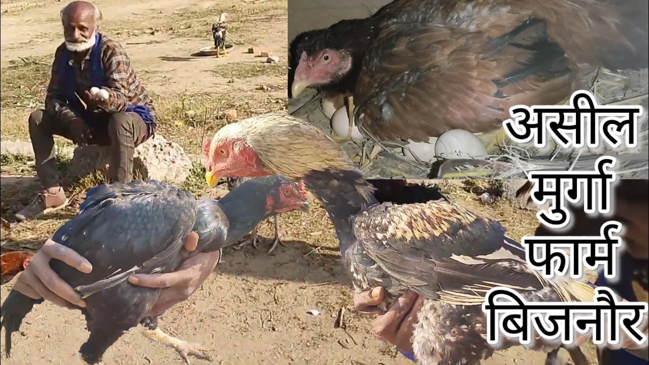 असील मुर्गा फार्म सरधनी रोड बिजनौर / Aseel murga farm kholo or kamao lakho jaldi #aseel #aseelmurga
