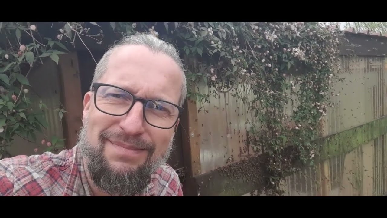 🐝Essaimage sous la pluie (suite),récupération délicate(07/04/2024)